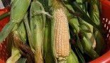Corn