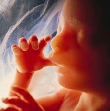 Fetus