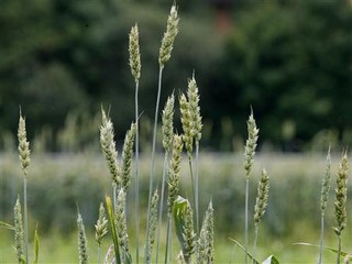 Gmo2