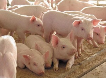 Oink