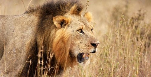 Lionsmartset